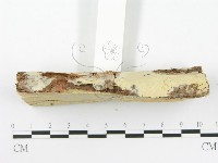 顯絲菌屬藏品圖，第5張