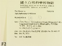 絲齒菌屬藏品圖，第2張