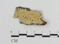 絲齒菌屬藏品圖，第1張