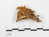 登錄號:F0020455藏品圖，第1張