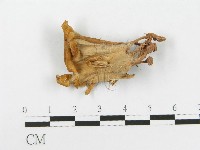 登錄號:F0020455藏品圖，第3張