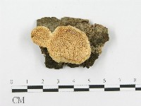 登錄號:F0020456藏品圖，第1張