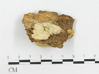 登錄號:F0020456藏品圖，第3張
