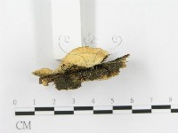 登錄號:F0020456藏品圖，第4張