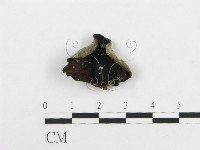 登錄號:F0020457藏品圖，第3張