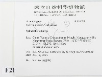 柱擔菌屬藏品圖，第2張