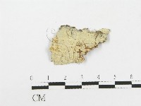 柱擔菌屬藏品圖，第1張