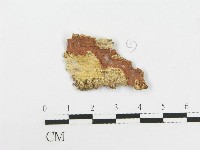 柱擔菌屬藏品圖，第3張