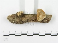多孔菌屬藏品圖，第3張