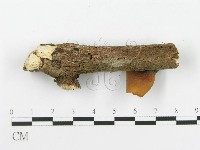 多孔菌屬藏品圖，第4張