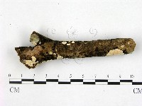登錄號:F0020463藏品圖，第1張