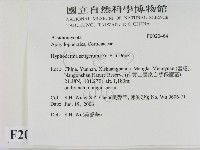 剛毛絲皮菌藏品圖，第2張