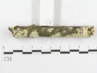 剛毛絲皮菌藏品圖，第3張