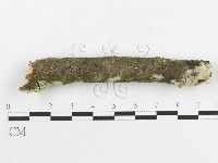 剛毛絲皮菌藏品圖，第4張