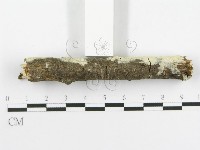 剛毛絲皮菌藏品圖，第6張