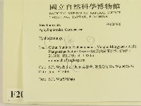 絲齒菌屬藏品圖，第2張
