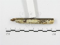 絲齒菌屬藏品圖，第3張