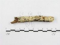絲齒菌屬藏品圖，第5張
