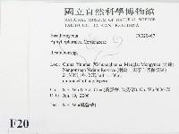 樹脂殼菌屬藏品圖，第2張