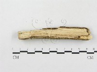 樹脂殼菌屬藏品圖，第1張