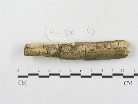 樹脂殼菌屬藏品圖，第3張