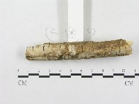 樹脂殼菌屬藏品圖，第4張