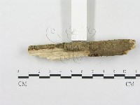 樹脂殼菌屬藏品圖，第5張