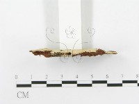 登錄號:F0020468藏品圖，第4張