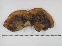 靈芝屬藏品圖，第3張