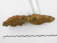 靈芝屬藏品圖，第4張
