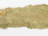 登錄號:F0020471藏品圖，第4張