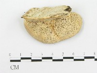 登錄號:F0020473藏品圖，第1張