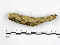 顯絲菌屬藏品圖，第1張