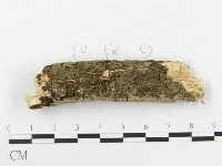 顯絲菌屬藏品圖，第4張