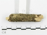 顯絲菌屬藏品圖，第5張
