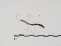 炭角菌屬藏品圖，第3張