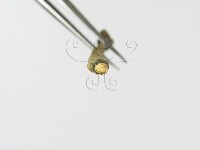 炭角菌屬藏品圖，第4張
