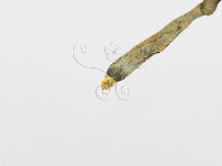 炭角菌屬藏品圖，第5張