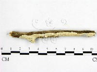 登錄號:F0020480藏品圖，第1張