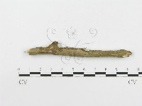 登錄號:F0020480藏品圖，第4張