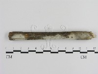 絲皮菌屬藏品圖，第1張