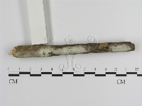 絲皮菌屬藏品圖，第3張