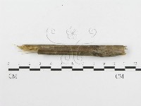 絲皮菌屬藏品圖，第4張