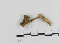 登錄號:F0020482藏品圖，第1張