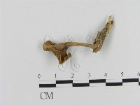登錄號:F0020482藏品圖，第3張