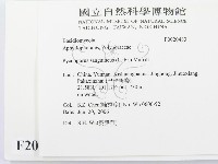 血紅密孔菌藏品圖，第2張