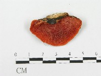 血紅密孔菌藏品圖，第3張