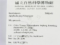小孔菌屬藏品圖，第2張