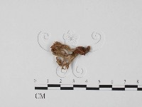 登錄號:F0020486藏品圖，第1張