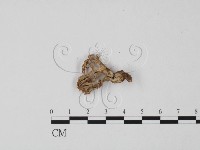 登錄號:F0020486藏品圖，第3張